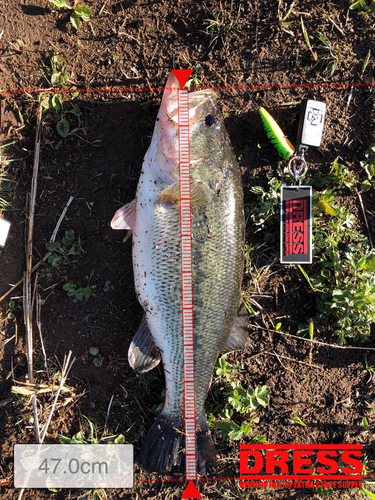 ブラックバスの釣果