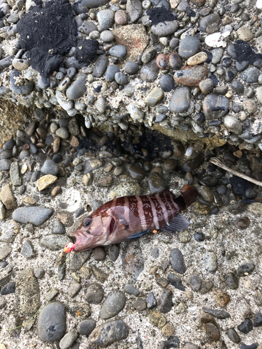 ハタの釣果