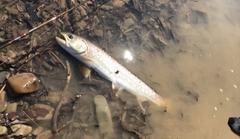 アメマスの釣果