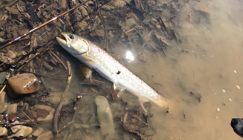 アメマスの釣果