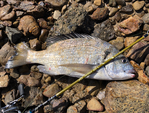 ミナミクロダイの釣果