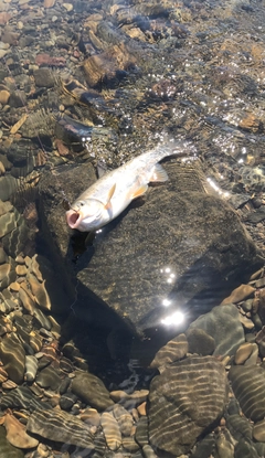 ウグイの釣果