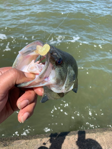 ラージマウスバスの釣果