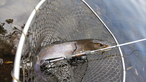 イトウの釣果