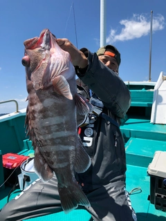 マハタの釣果