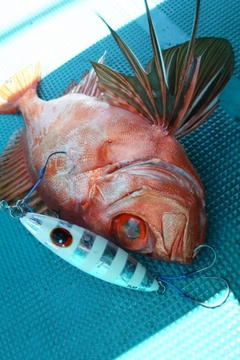 チカメキントキの釣果