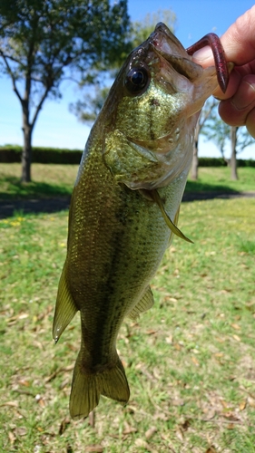 ラージマウスバスの釣果