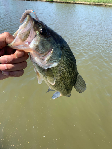 ラージマウスバスの釣果