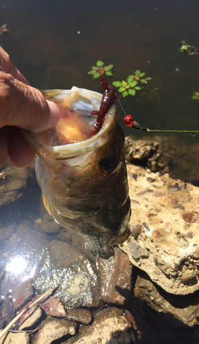 ブラックバスの釣果