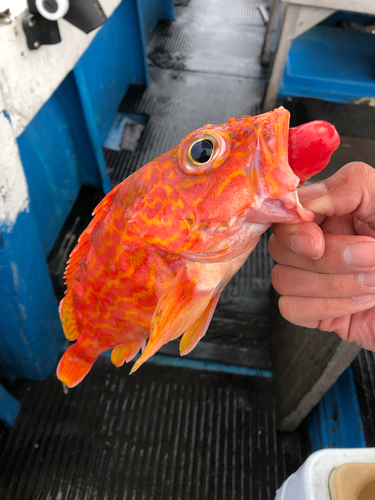 カサゴの釣果