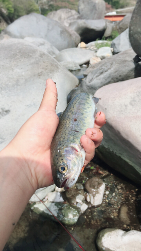 ニジマスの釣果