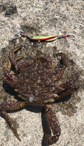 カニの釣果