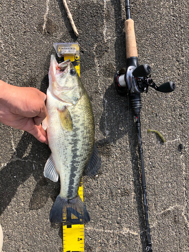 ラージマウスバスの釣果