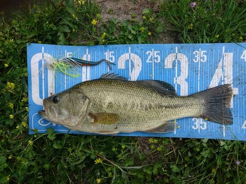 ブラックバスの釣果