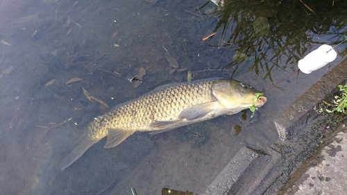 コイの釣果