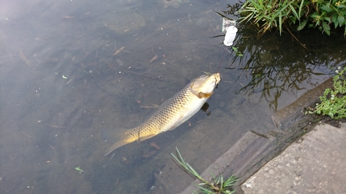 コイの釣果