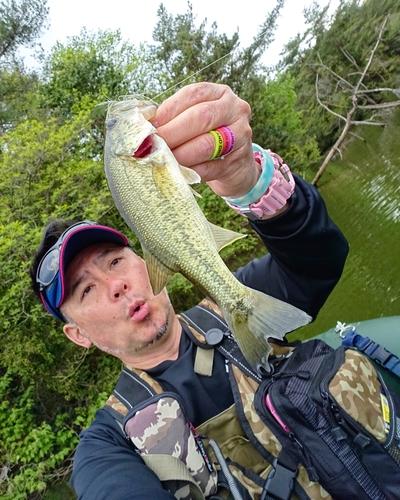 ブラックバスの釣果