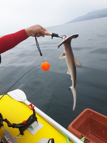 ハンマーヘッドシャークの釣果