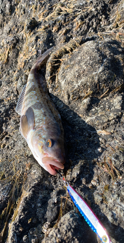 ホッケの釣果