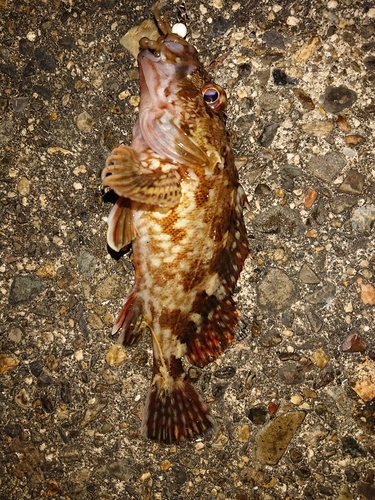 カサゴの釣果