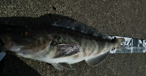 ホッケの釣果