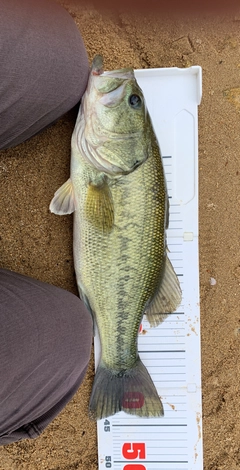 ブラックバスの釣果