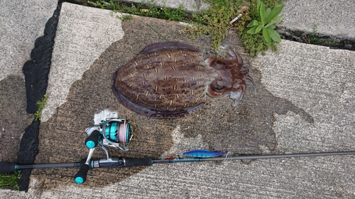 モンゴウイカの釣果