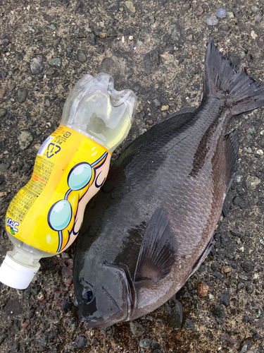 クチブトグレの釣果