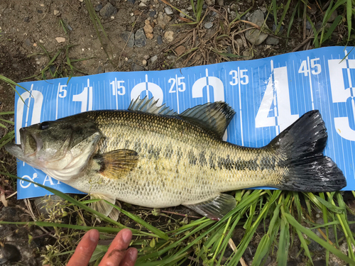 ブラックバスの釣果