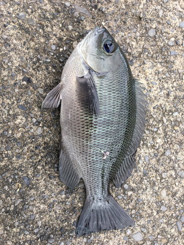 メジナの釣果