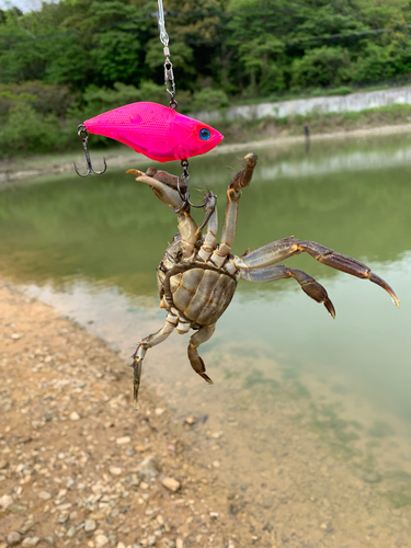 カニの釣果