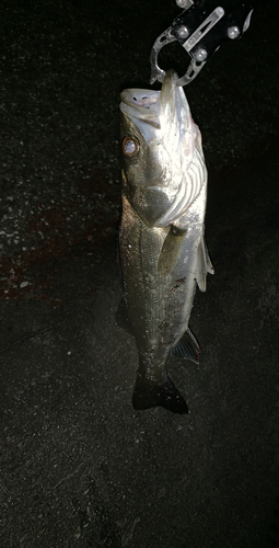 スズキの釣果