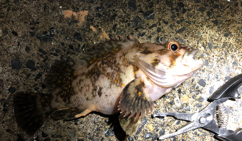 オウゴンムラソイの釣果