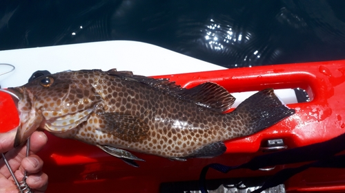 オオモンハタの釣果