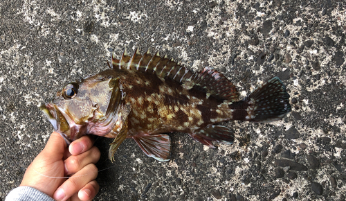 ガシラの釣果