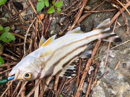 クワガナーの釣果