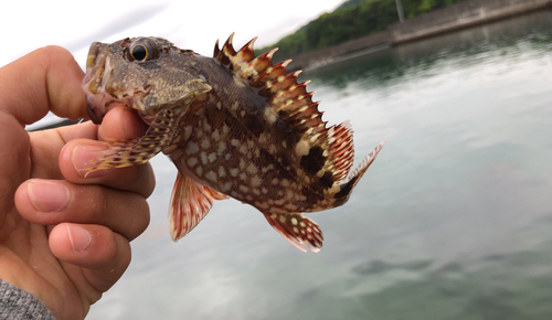 ガシラの釣果