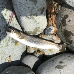 アメマスの釣果