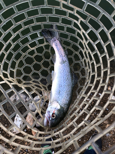 トラウトの釣果