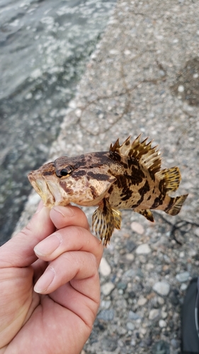 タケノコメバルの釣果