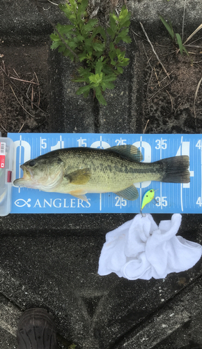 ブラックバスの釣果