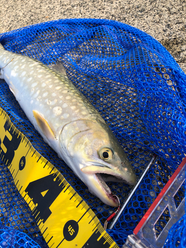 ウミアメの釣果