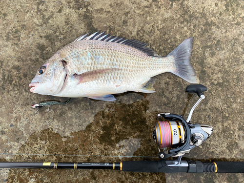 キビレの釣果