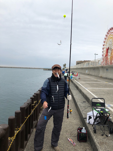 カタクチイワシの釣果