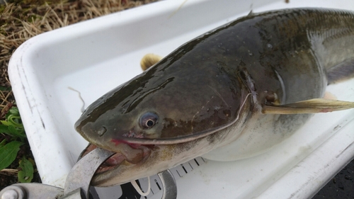 ナマズの釣果