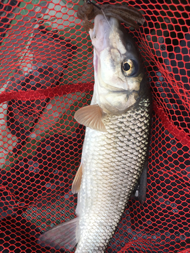 ニゴイの釣果