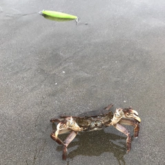 カニの釣果