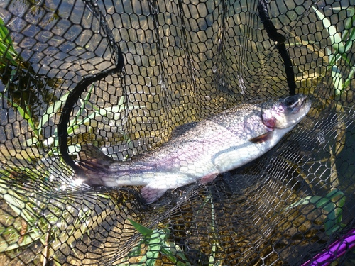 レインボートラウトの釣果