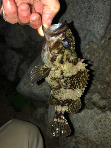 シロメバルの釣果