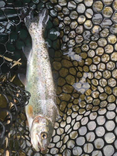 ニジマスの釣果